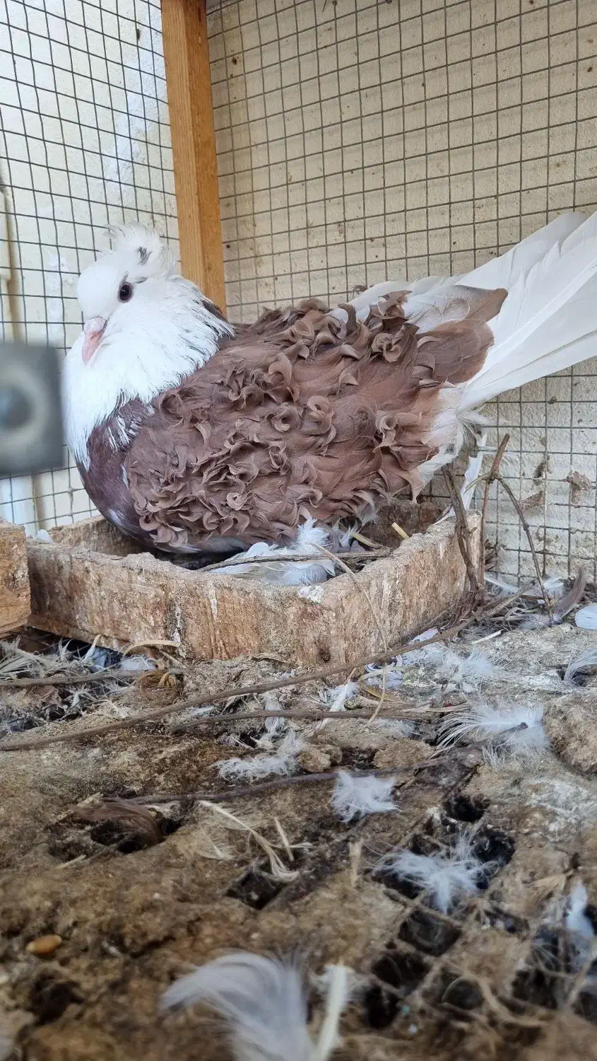 کبوتر جکسون|پرنده|ساری, |دیوار