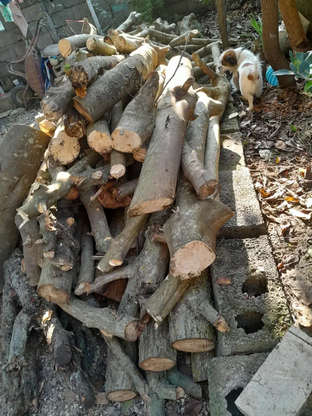 فروش چوب گردو وچوب انجیر|خدمات باغبانی و درختکاری|شلمان, |دیوار