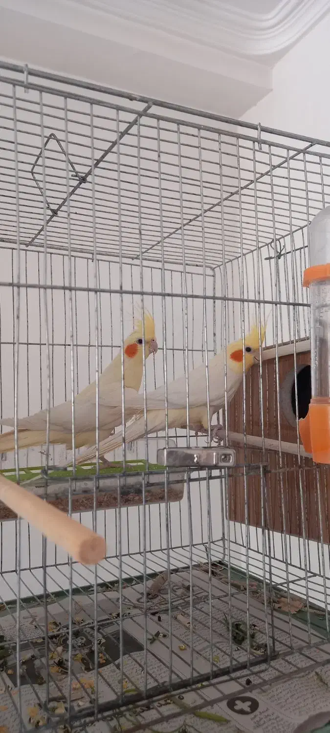 جفت مولد و جوجه عروس هلندی سرلاکی|پرنده|مرند, |دیوار