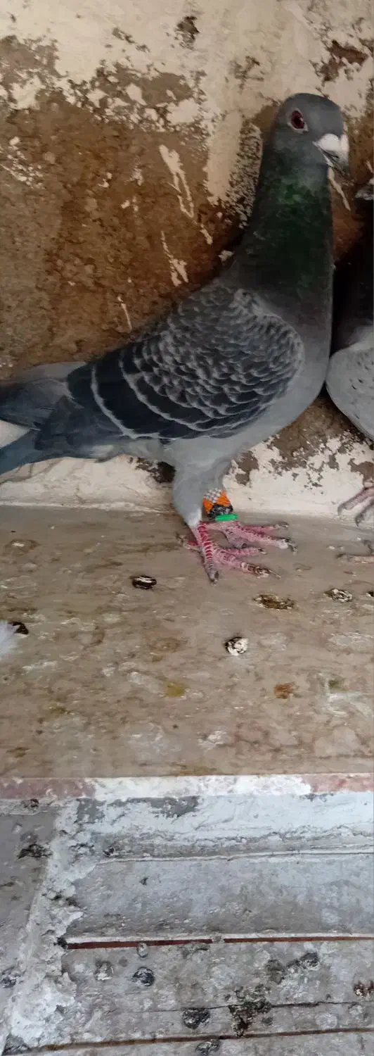 پرنده گرفتنی قلدر|پرنده|الوند, |دیوار