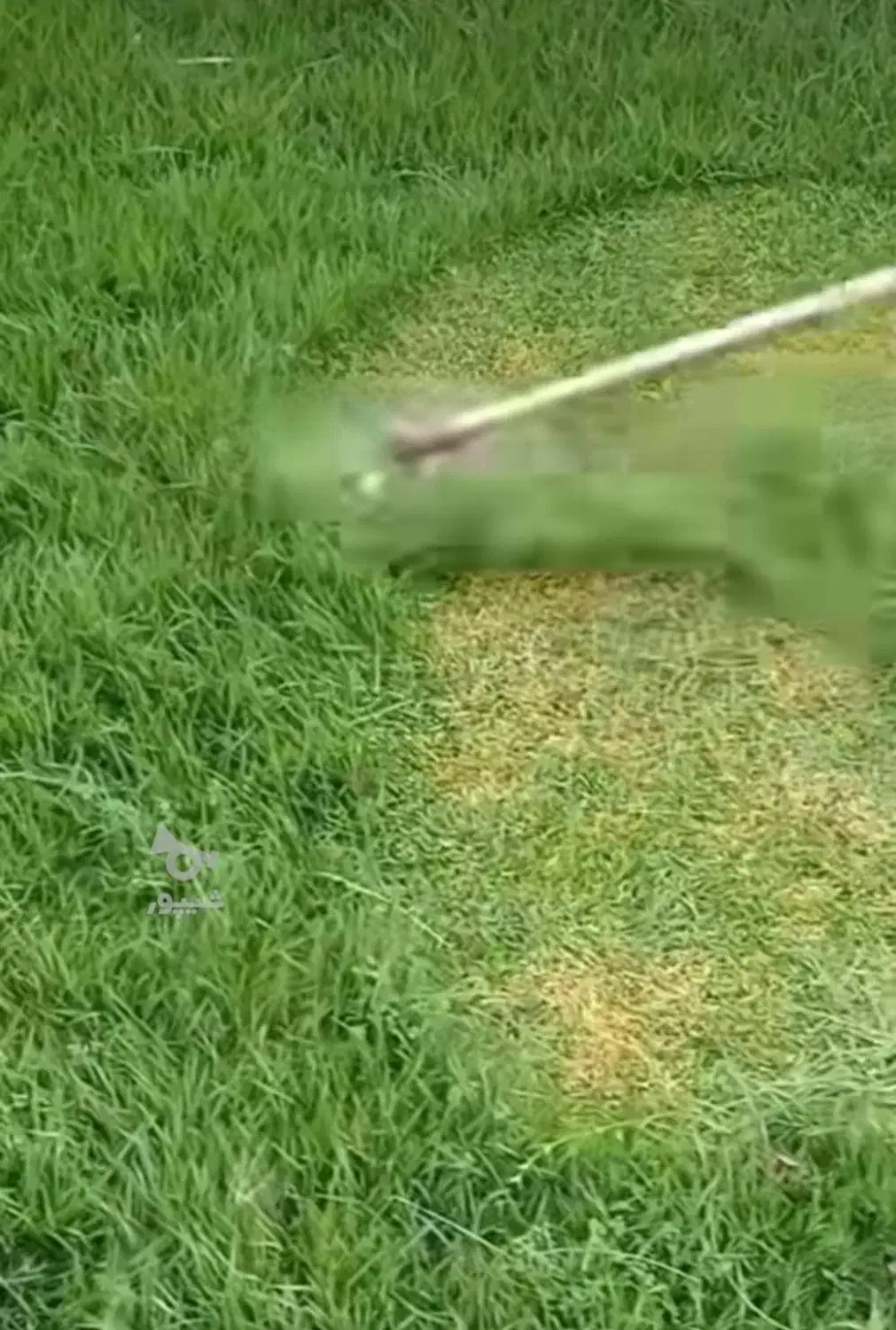 علفتراشی و حرس علفهای حرض باغ و مزارع|خدمات باغبانی و درختکاری|لنگرود, |دیوار