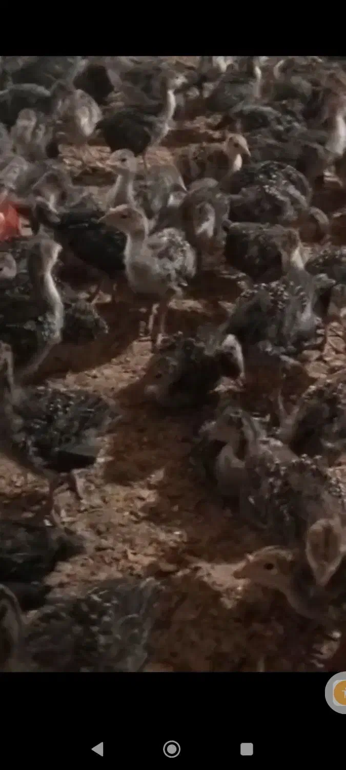 بوقلمون|حیوانات مزرعه|مهربان, |دیوار