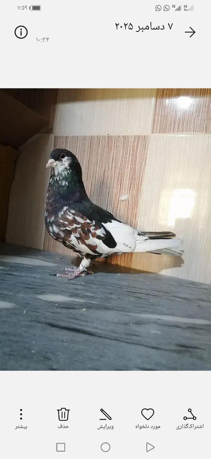 کبوتر شهری مخملی ودم سفید|پرنده|برازجان, |دیوار