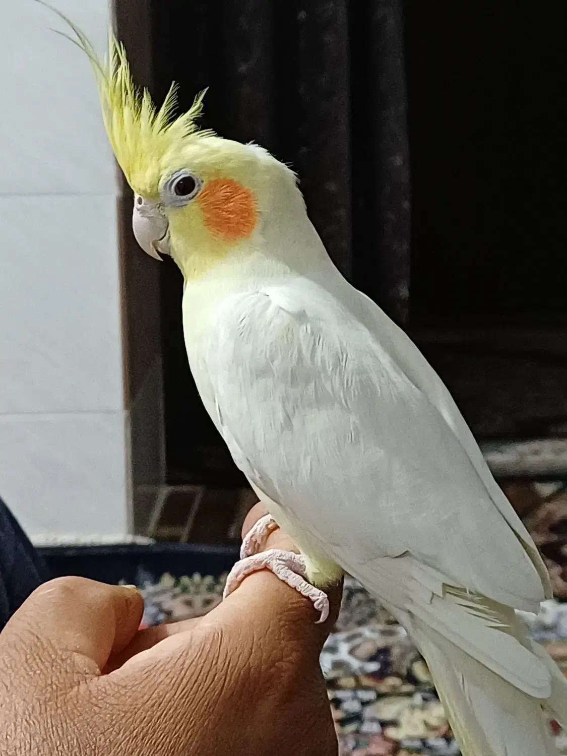 عروس هلندی|پرنده|بندرعباس, |دیوار