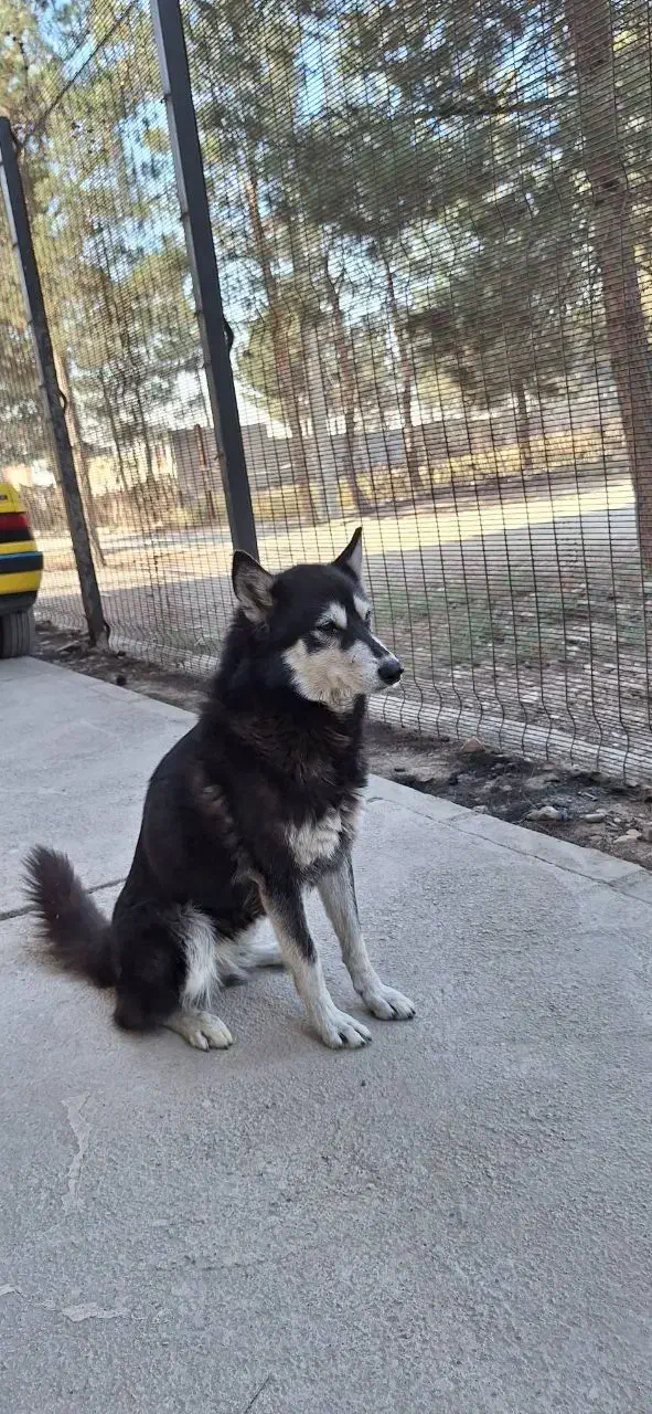 سگ هاسگی|سگ|کهریزک, |دیوار