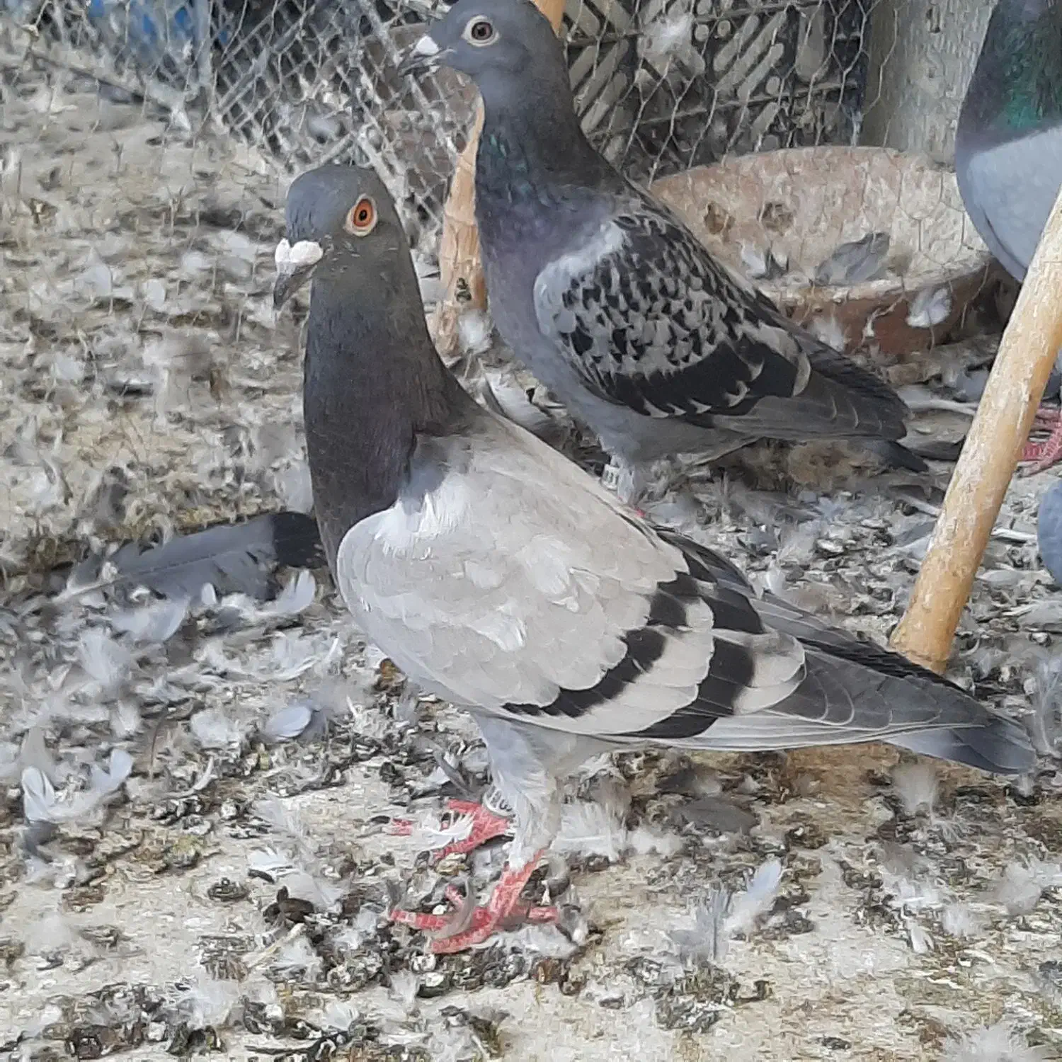 کود کبوتر بسته های ده کیلویی|گل و گیاه طبیعی|قم, بکایی|دیوار