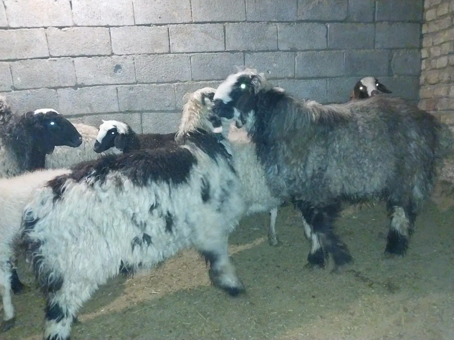 بره نر|حیوانات مزرعه|اراک, |دیوار