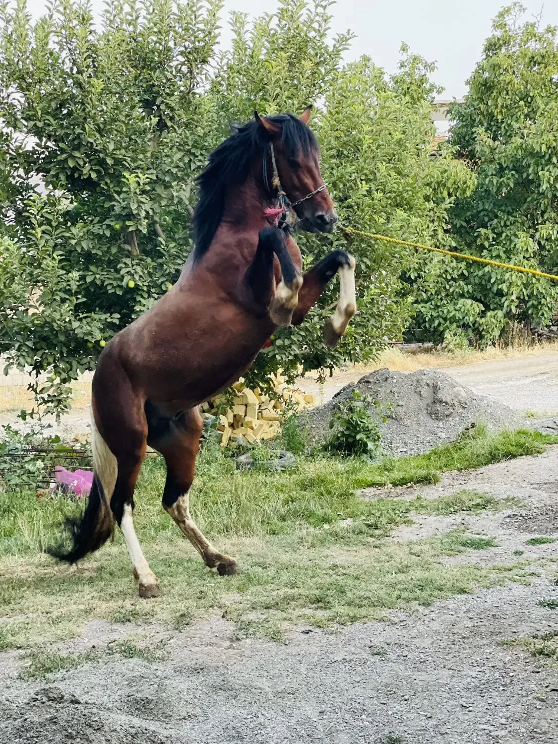 اسب|اسب و تجهیزات اسب‌سواری|سیلوانه, |دیوار