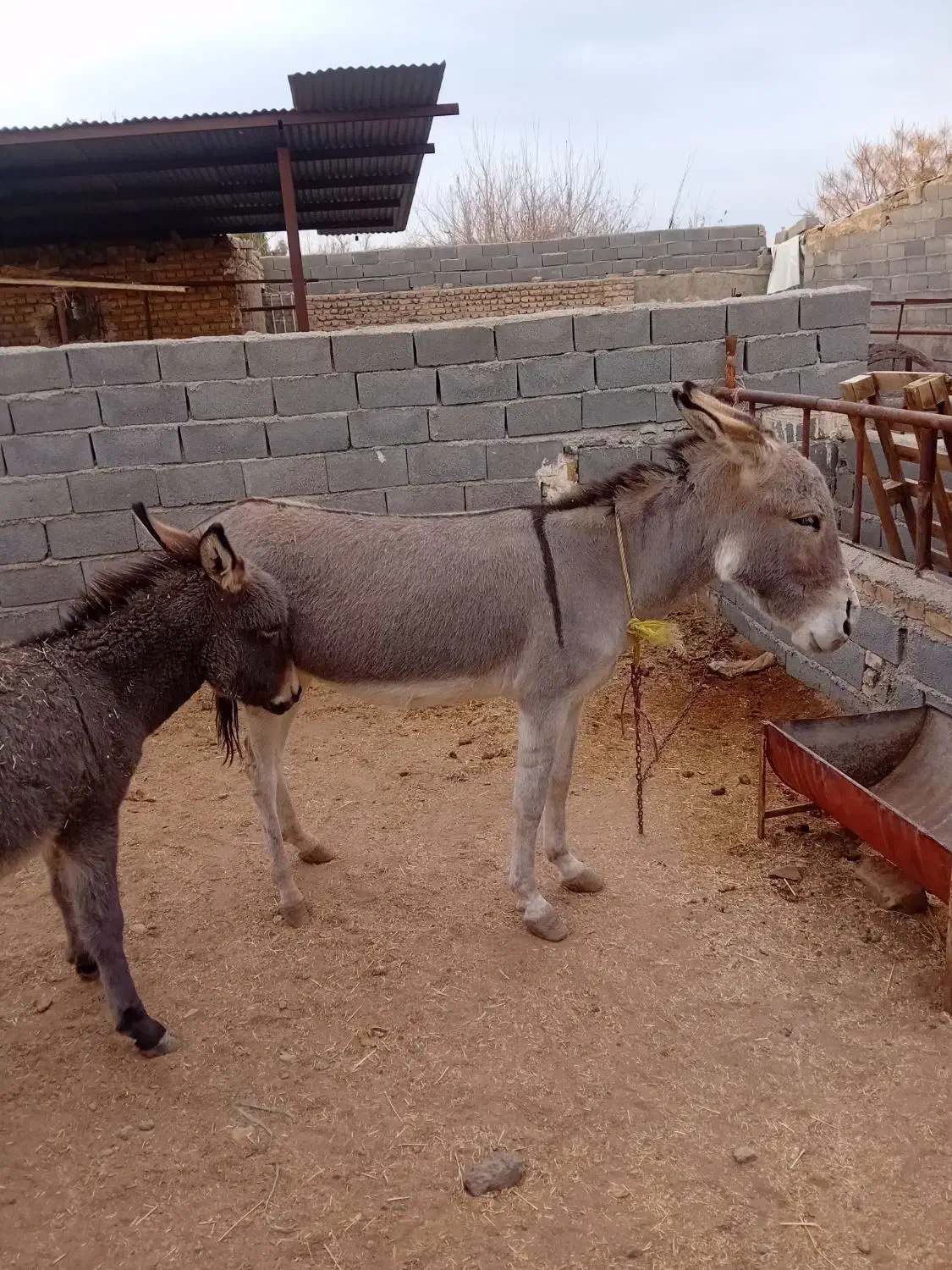 الاغ|حیوانات مزرعه|جوادآباد, |دیوار