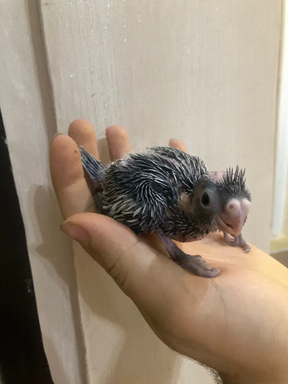 جوجه عروس سرلاکی(بالغ و جفت مولد)|پرنده|رشت, یخسازی|دیوار