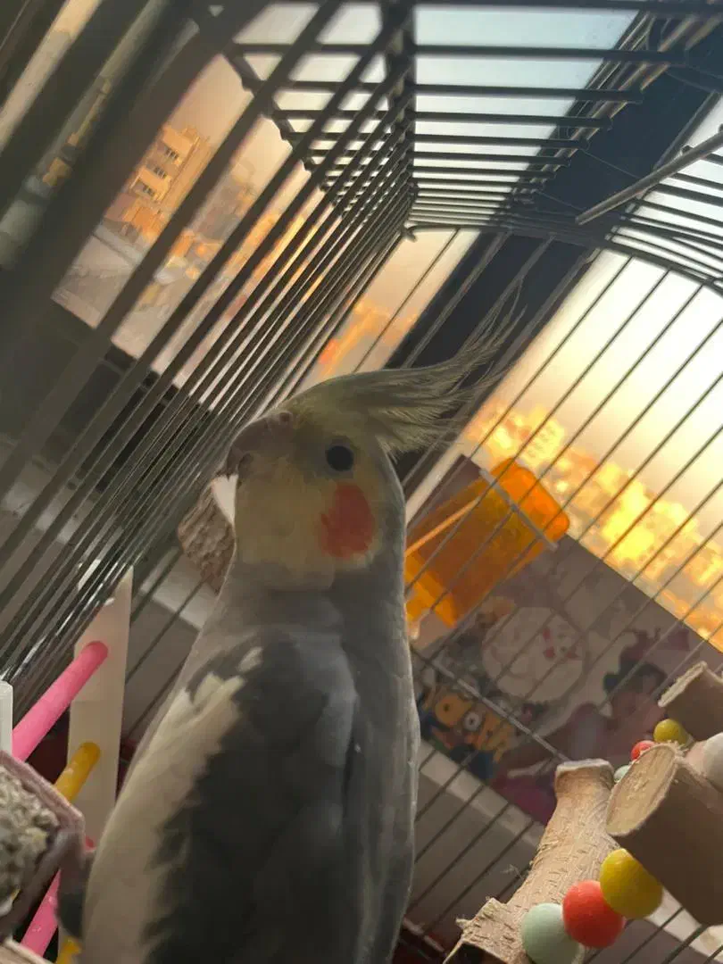 عرویس هلندی و برزیلی|پرنده|قرچک, میرزائی شمالی|دیوار