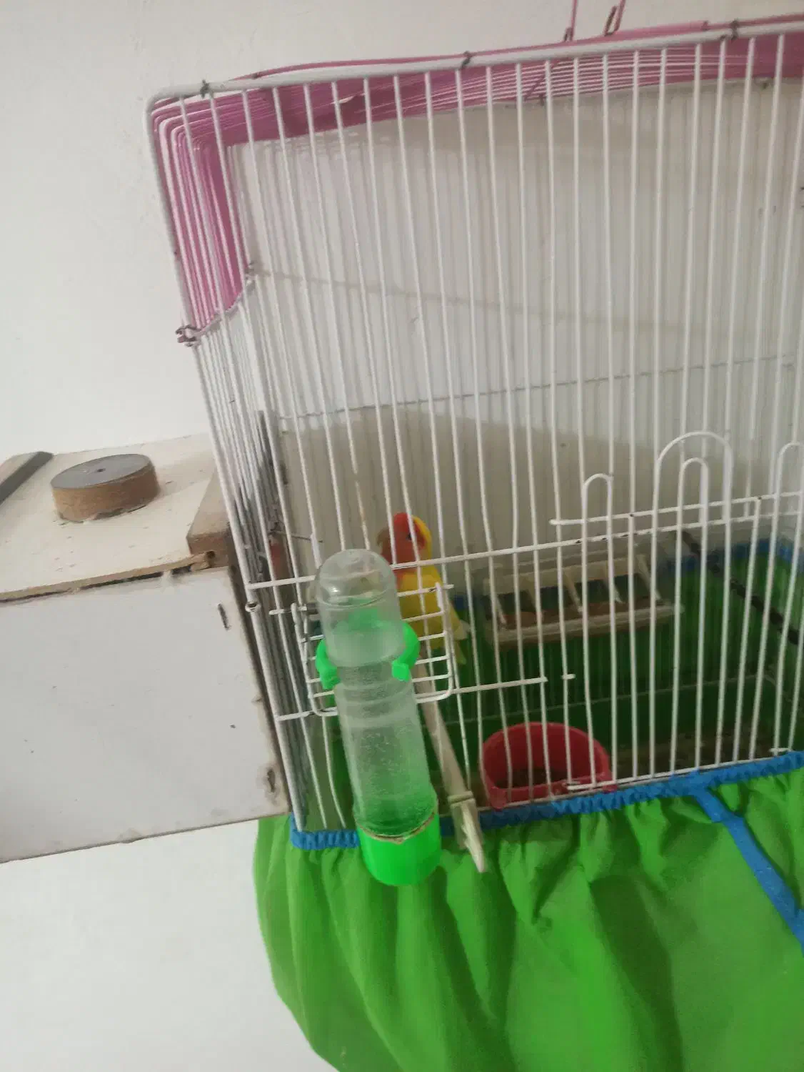 برزیلی|پرنده|پیرانشهر, |دیوار