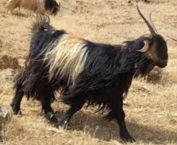 بزغاله نربز سانن مومورسیا|حیوانات مزرعه|مشهد, نیزه|دیوار