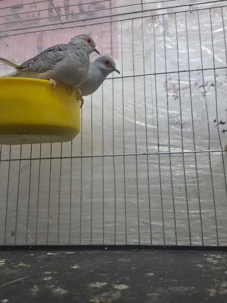 فنچ طوطی سهره|پرنده|تهران, تهرانسر شرقی|دیوار