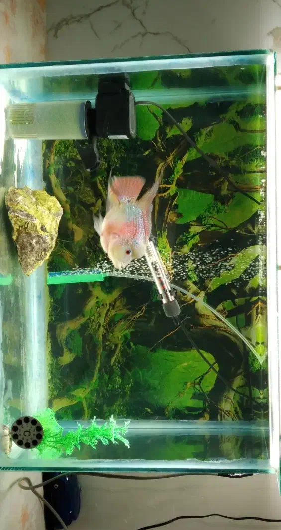 فروش ماهی فلاور باکس نر|ماهی|رامهرمز, |دیوار