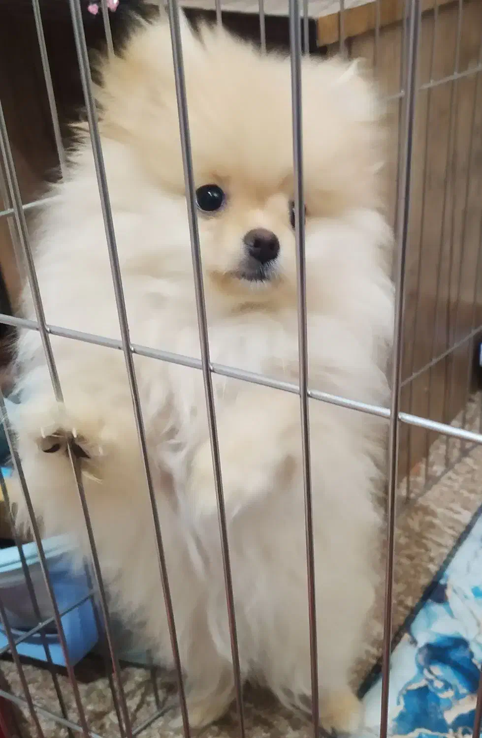 پامرین خرسی ماده|سگ|اهواز, سیصد دستگاه|دیوار