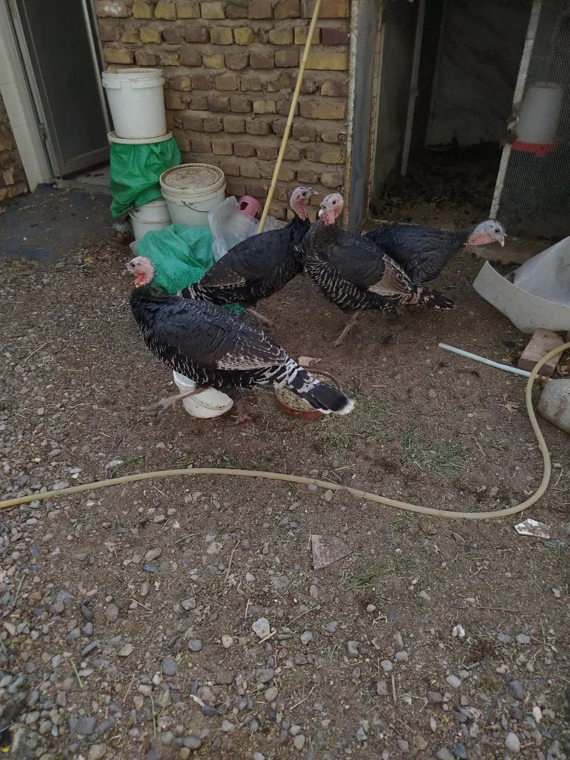 بوقلمون ماده هفت ماهه|حیوانات مزرعه|رفسنجان, |دیوار