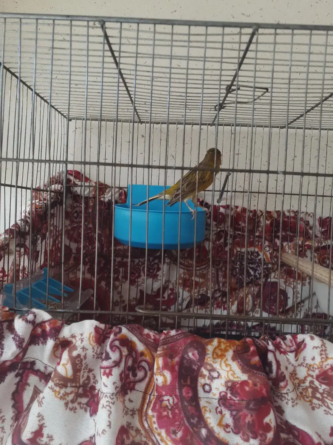 قناری سهره فنچ عروس هلندی|پرنده|شیراز, سعدیه جنوبی|دیوار