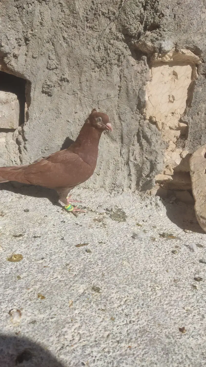 سرخ کاکلی جوانه صید|پرنده|تربت جام, المهدی|دیوار