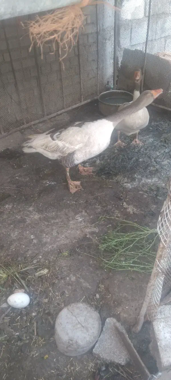 غاز|حیوانات مزرعه|شوشتر, |دیوار