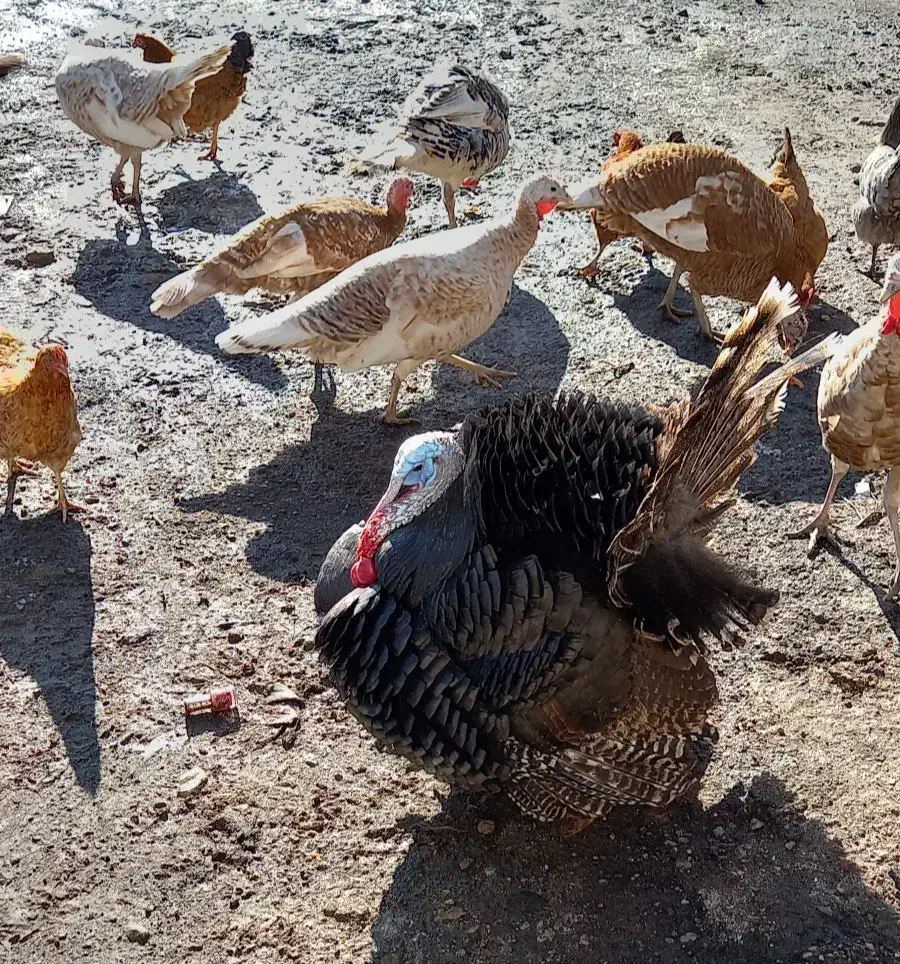 بوقلمون|حیوانات مزرعه|اردبیل, |دیوار