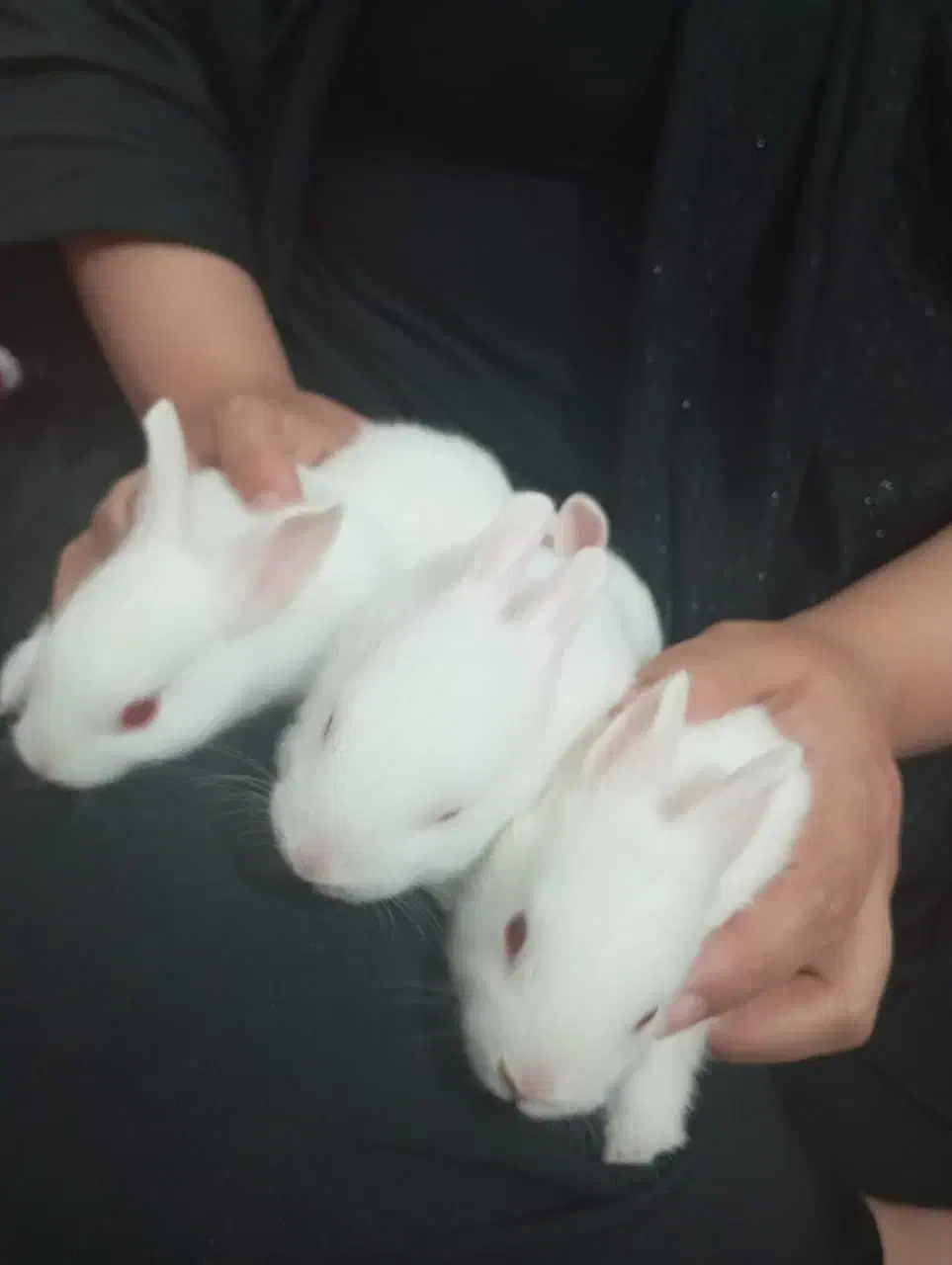 خرگوش|موش و خرگوش|بندر دیر, |دیوار