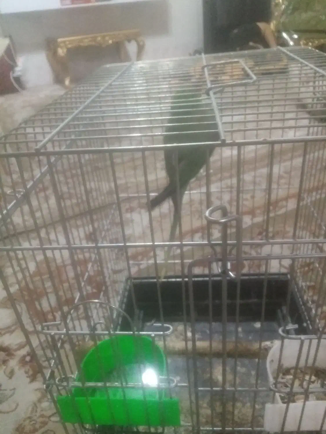 فروش شاه طوطی 9 ماهه بهترین  زمان برای اموزش|پرنده|بیرجند, |دیوار