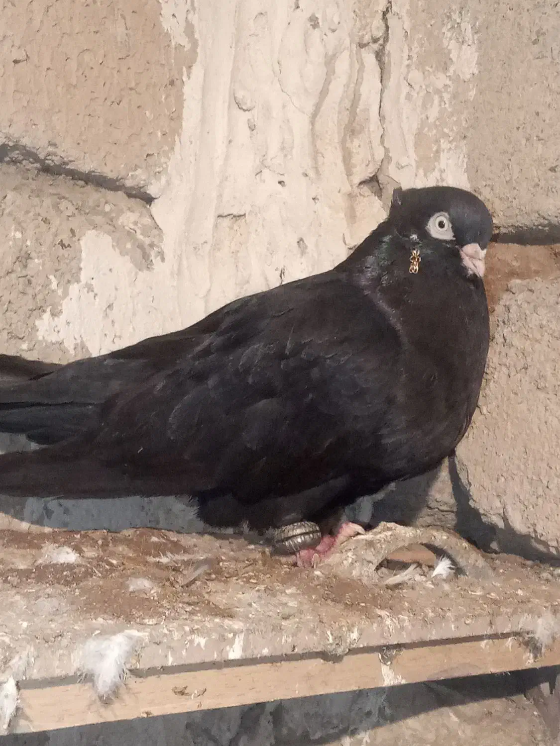 کبوتر|پرنده|سیلوانه, |دیوار