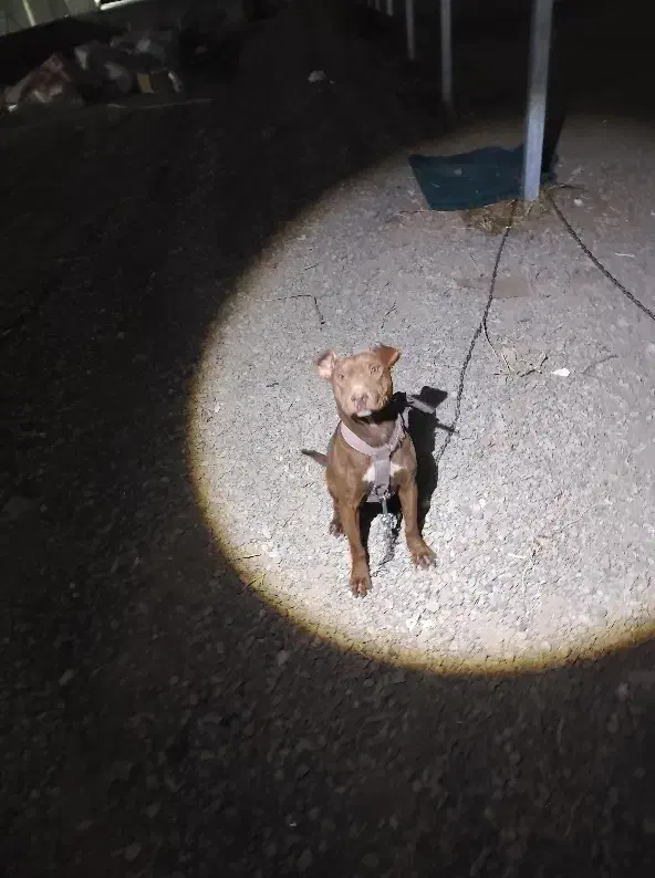 سگ پیتبول گم شده|حیوانات|ارومیه, |دیوار