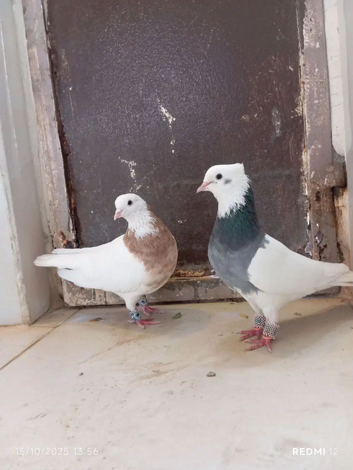 کبوتر طوقی|پرنده|پیرانشهر, |دیوار