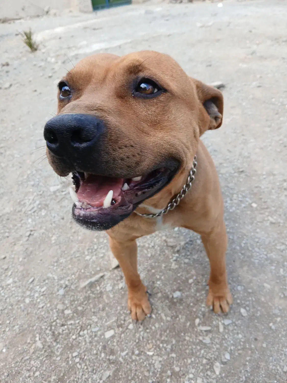 سگ گمشده|سگ|سراوان, |دیوار