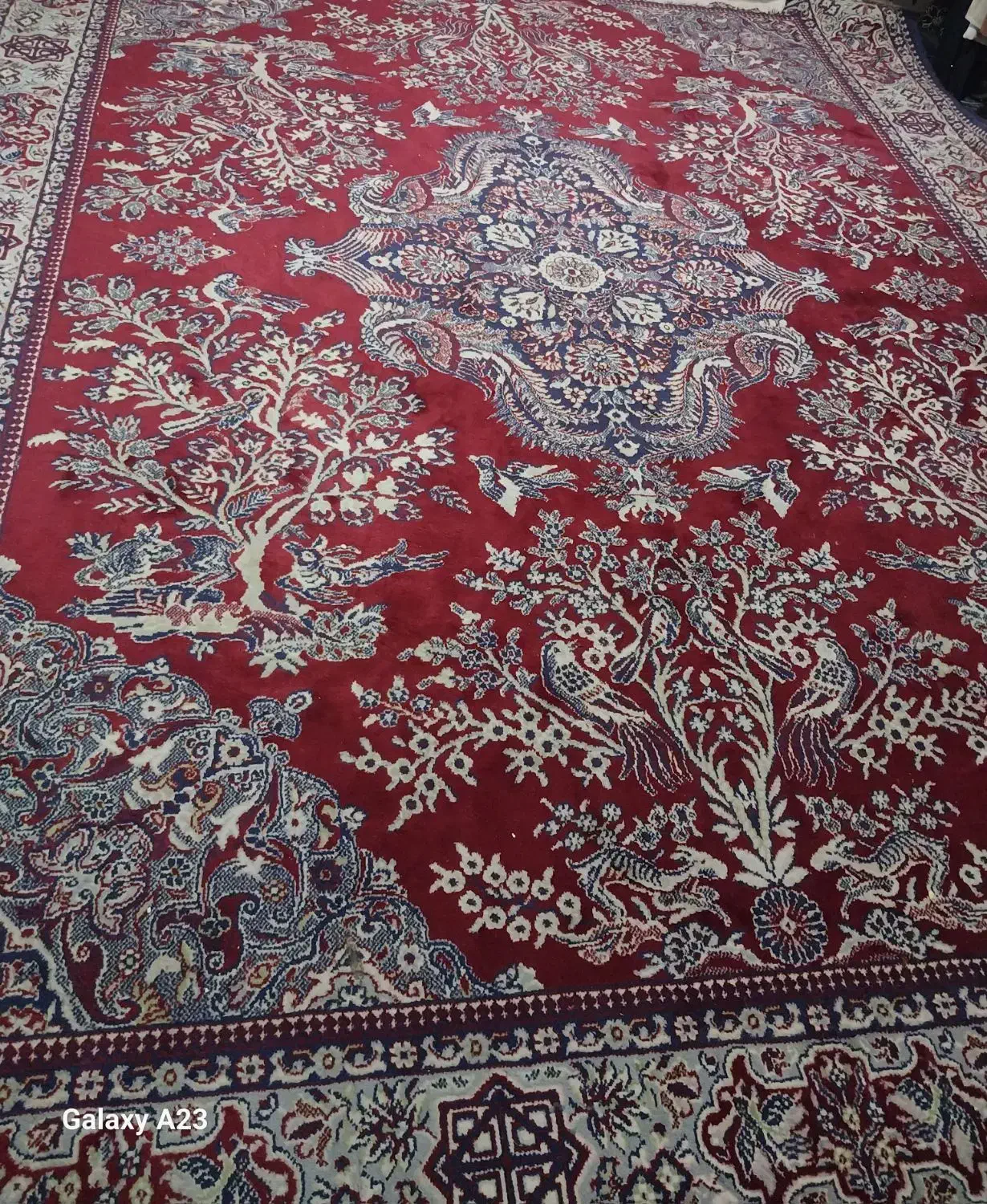 قالی|فرش|داراب, |دیوار