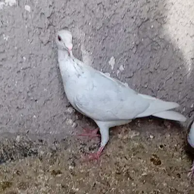 کبوتر|پرنده|نیشابور, سرآب کوشک|دیوار