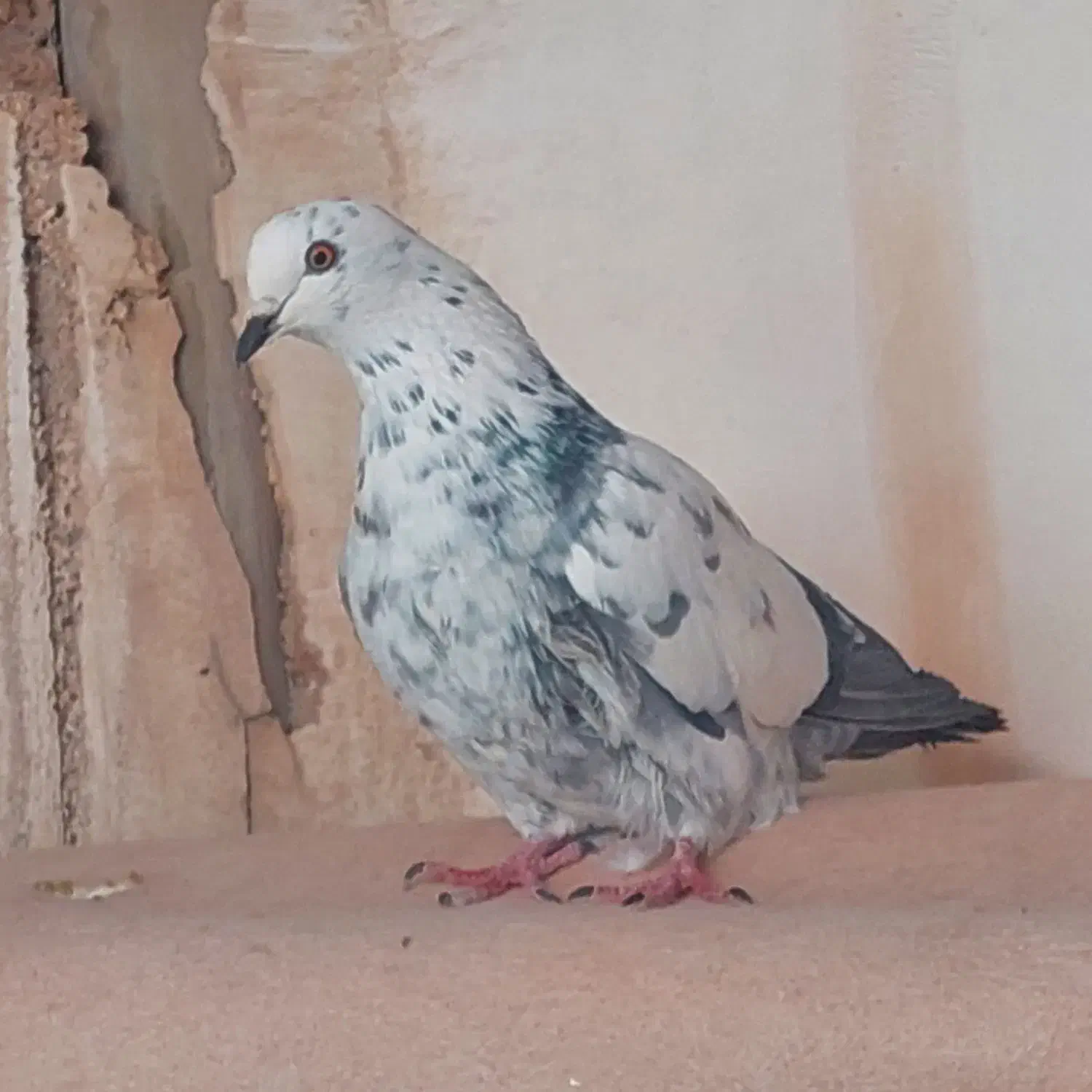 کبوتر پرشی بازی دار|پرنده|اردکان, |دیوار