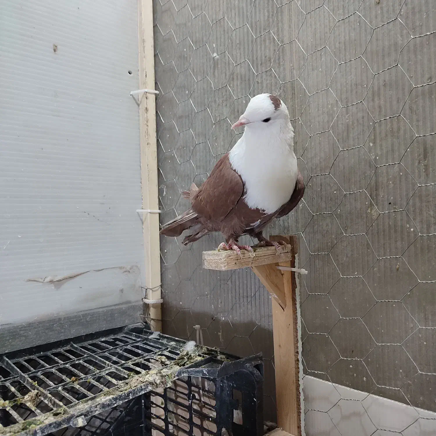 سرخ کله سفید|پرنده|سبزوار, جوادیه غربی|دیوار