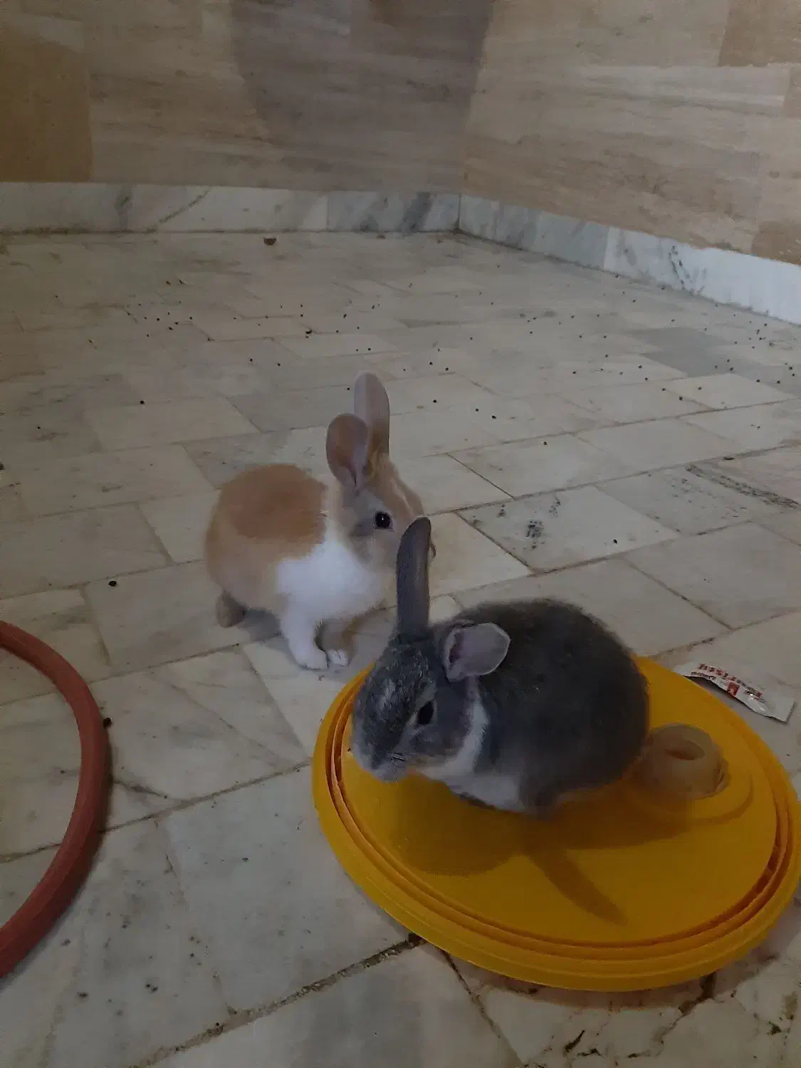 خرگوش|موش و خرگوش|بیرجند, |دیوار