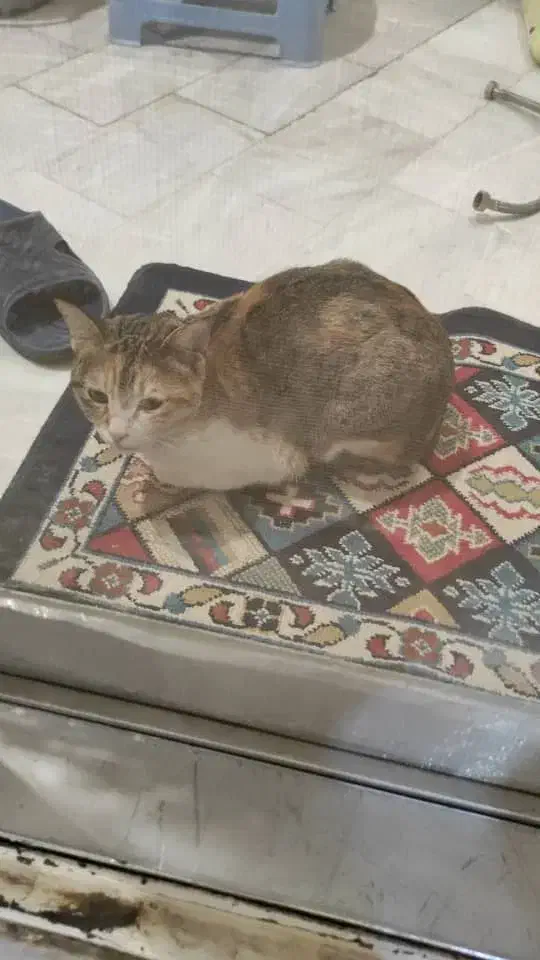 گربه خانگی پیدا شده|گربه|کرمانشاه, |دیوار