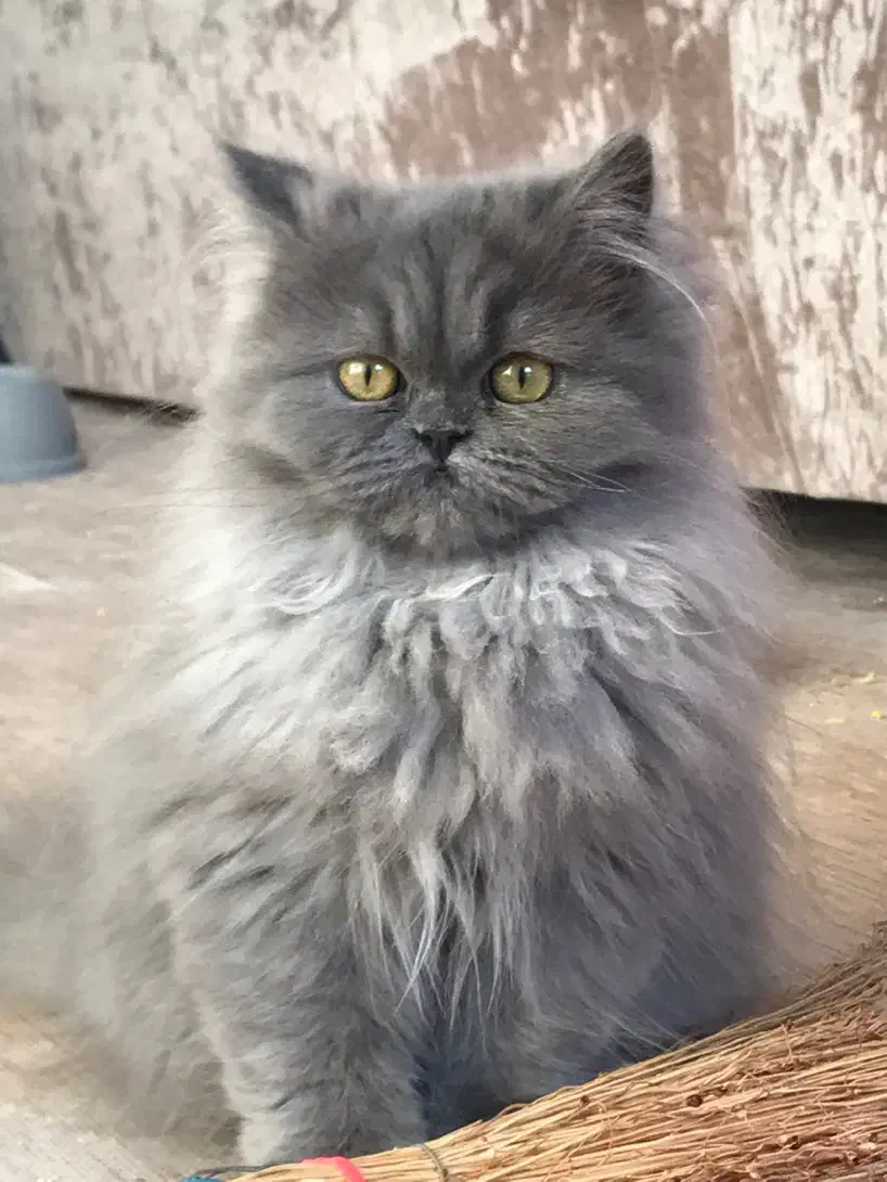 گربه بریتیش|گربه|پرند, فاز ۴|دیوار