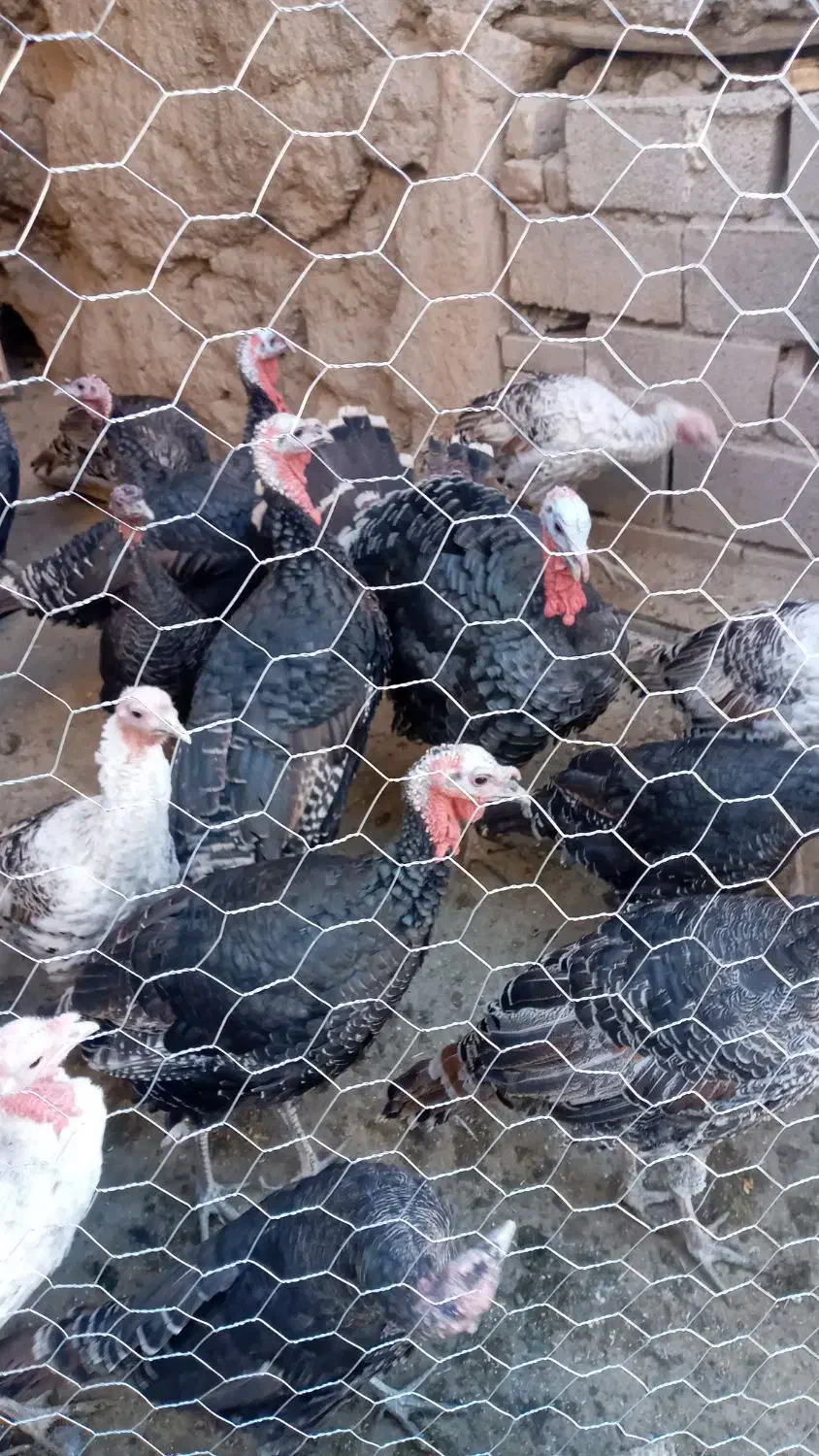 بوقلمون نر و ماده کاملا ارگانیک|حیوانات مزرعه|قلقل رود, |دیوار