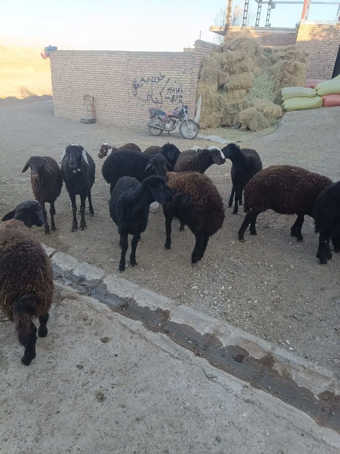 12راس بره ماده قزل افشار|حیوانات مزرعه|مهربان, |دیوار