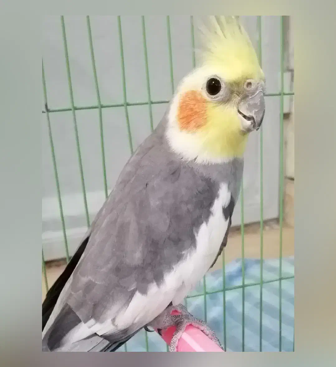 عروس هلندی|پرنده|آق قلا, |دیوار