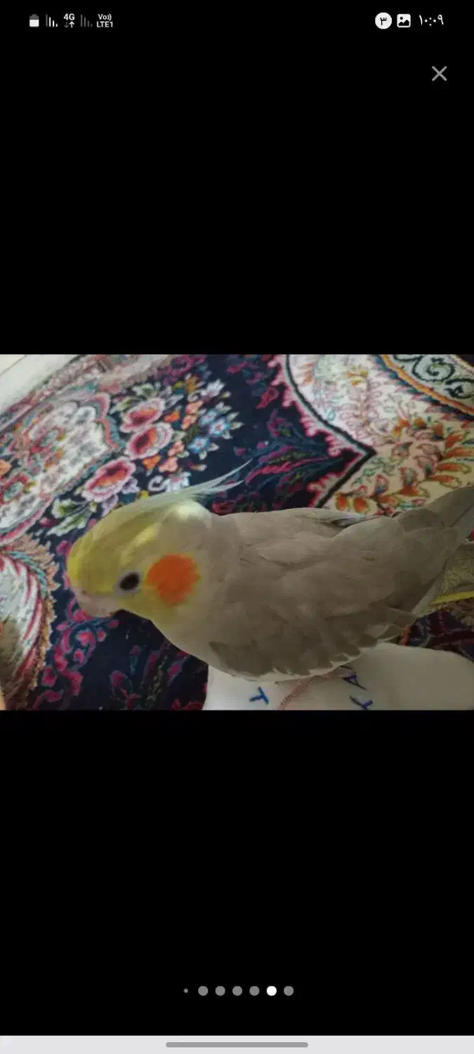 دوعددعروس هلندی بالغ ماده دستی|پرنده|تهران, مهرآباد|دیوار