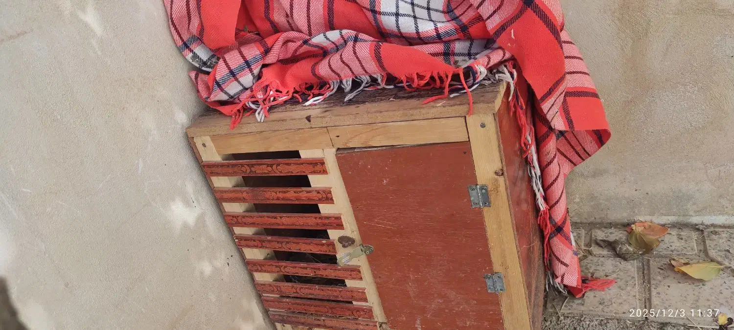 مرغ و خروس|حیوانات مزرعه|هرسین, |دیوار