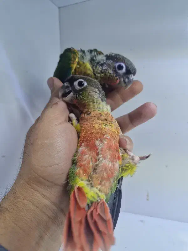 فروش جوجه گرینچیک یلوساید سوپر رد رام|پرنده|کرمان, |دیوار