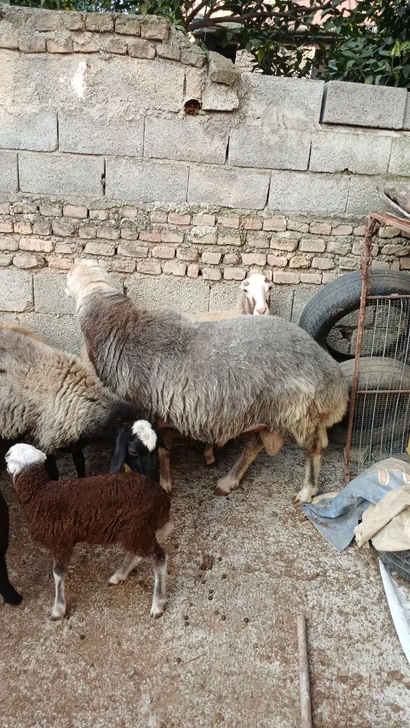 گوسفند نر تخمی ۲ ساله وزن بالا و کار بلد۱۰۰ کیلو|حیوانات مزرعه|ارطه, |دیوار