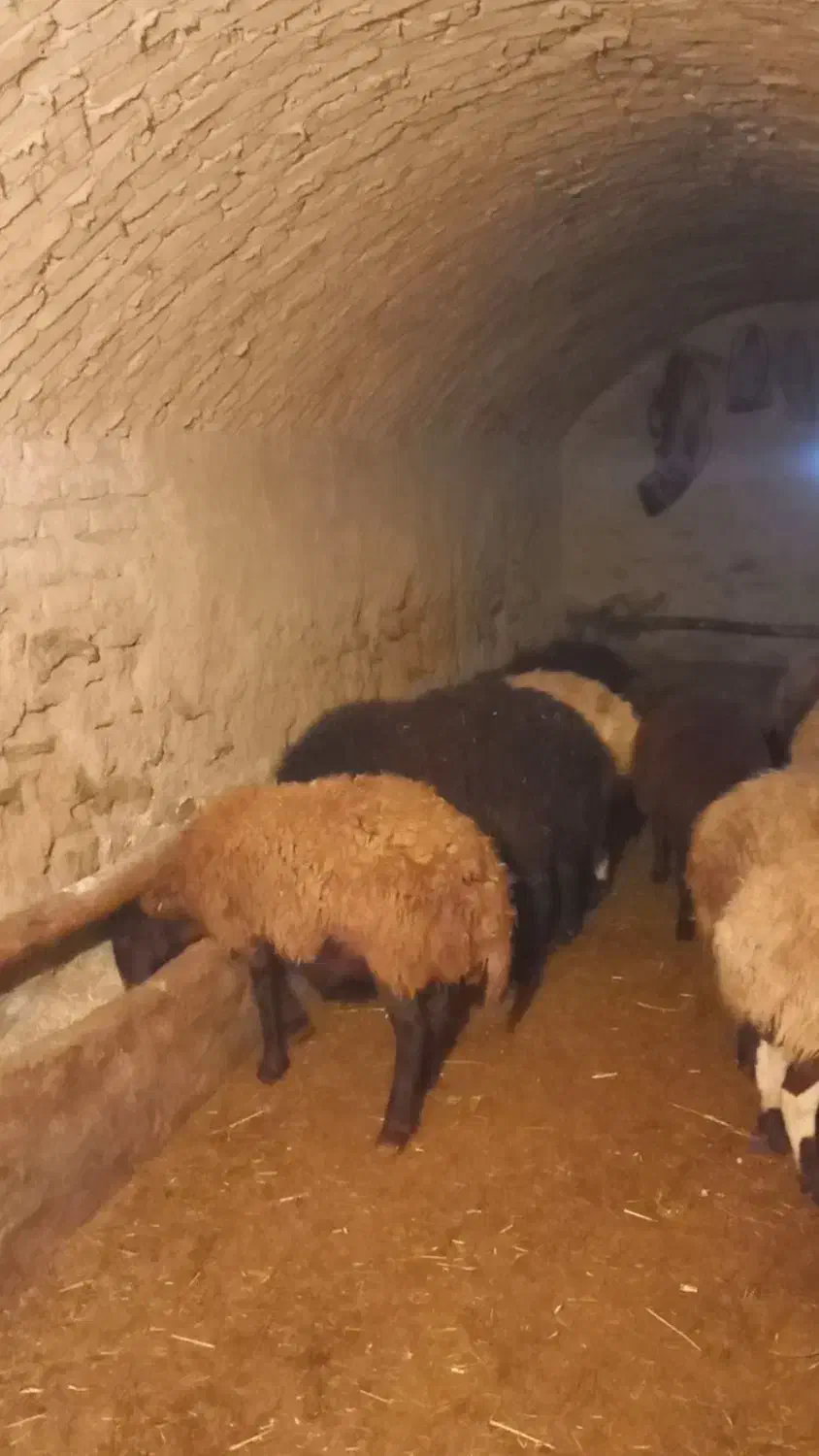 فروش یک عدد میش بدون بره|حیوانات مزرعه|شازند, |دیوار