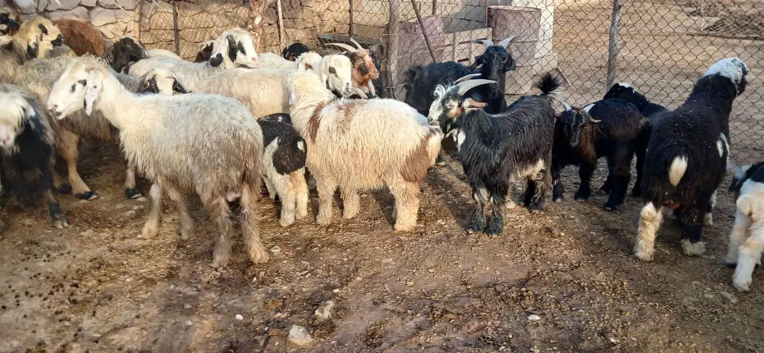 گوسفند فروشی|حیوانات مزرعه|گتوند, |دیوار