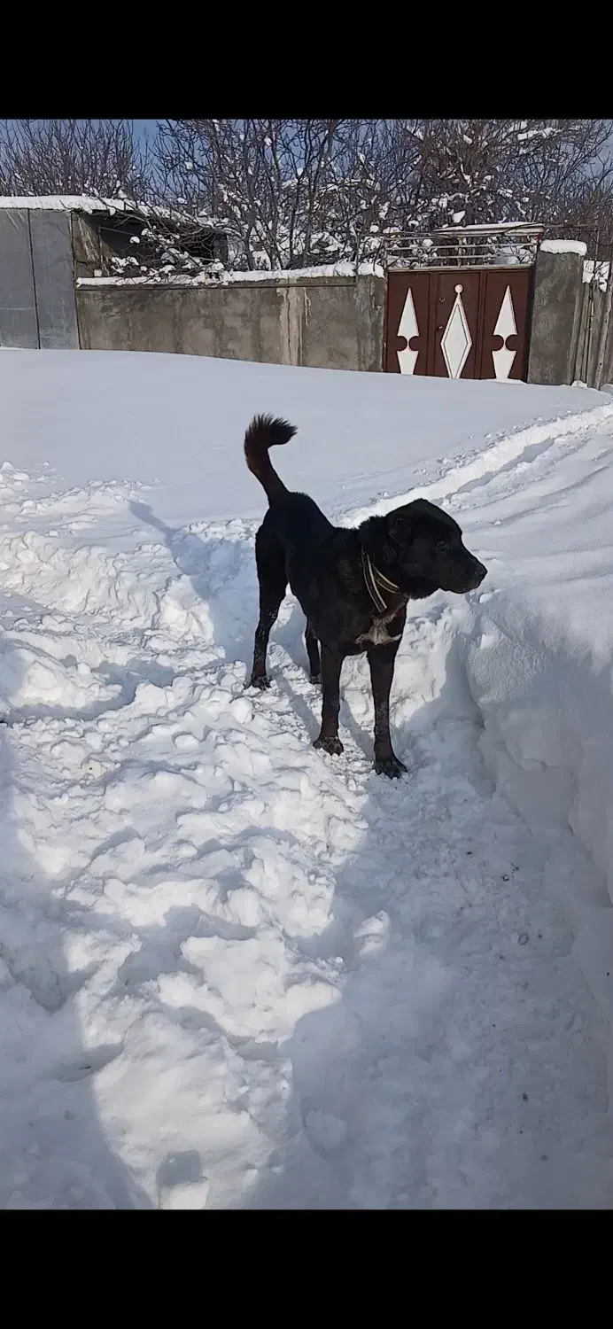 سگ سرابی گله|سگ|هشترود, |دیوار