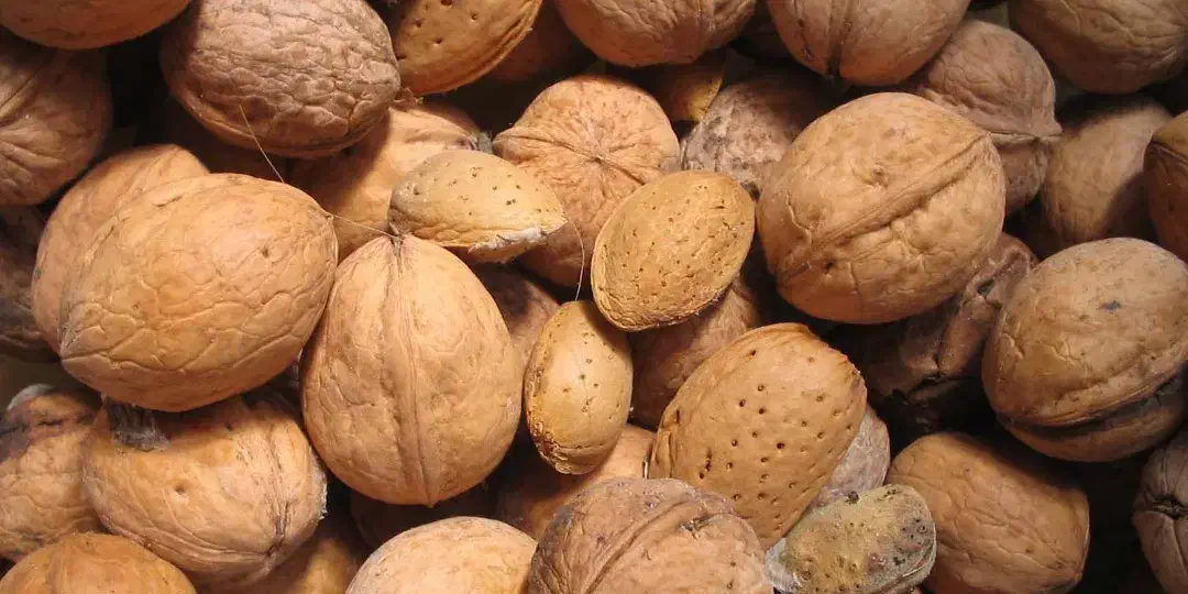 محصولات خانگی|خوردنی و آشامیدنی|نسیم‌شهر, |دیوار