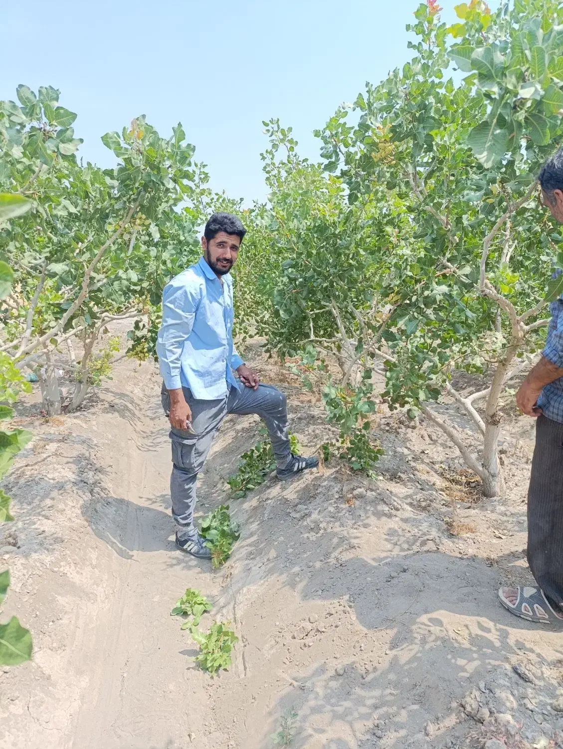 خدمات کشاورزی داریوش|خدمات باغبانی و درختکاری|گوگان, |دیوار